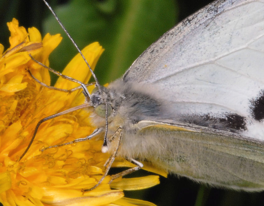 Pieris rapae show e sirfidi svolazzanti